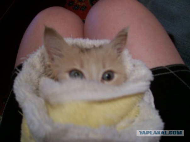 Котовторник (02.06.2009)