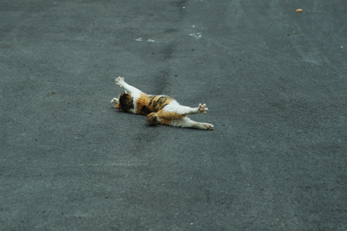 Котовторник на 22 июня