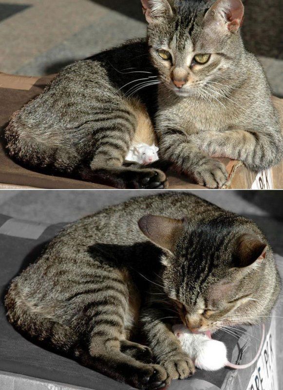 Прикольных котов пост