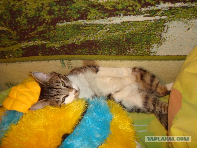 Котовторник стартует