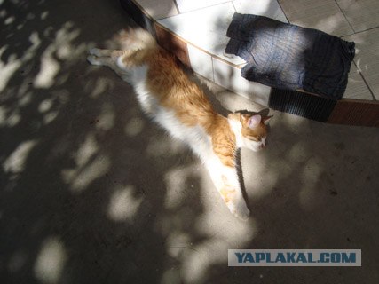 Котовторник  07.06.11
