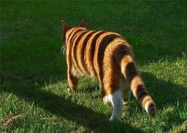 Немного милоты