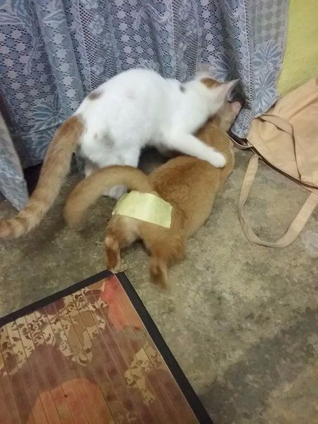 Немного милоты