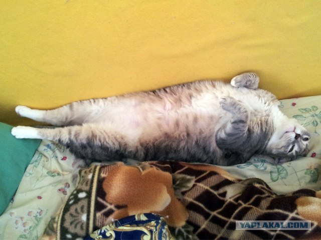 Котовторник 29.05.2012