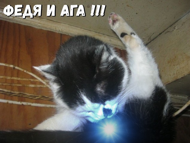 Жизнь домашнего приюта для котеек 253