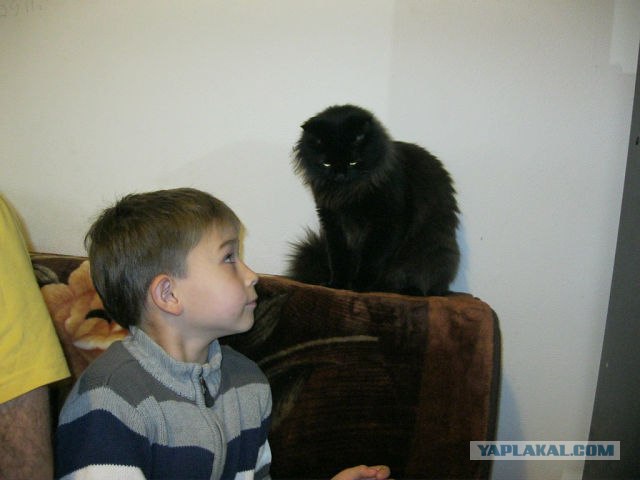 Котовторник 30.10.2012
