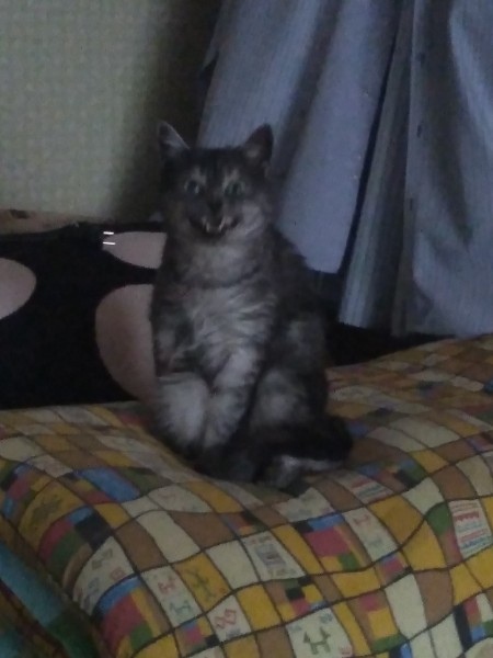Забавные фото котеек