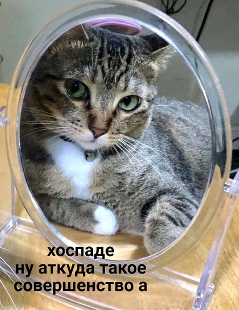 Смотрим, читаем, улыбаемся