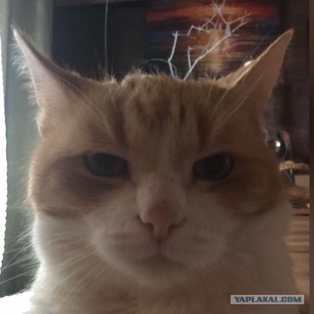 Моя красотка