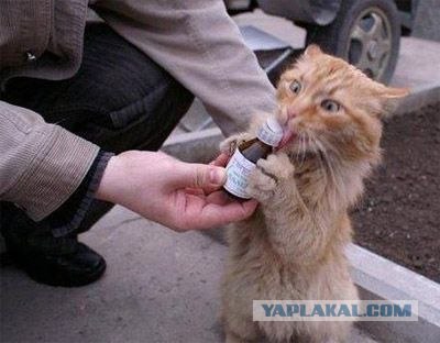 Зомби в Красноярске