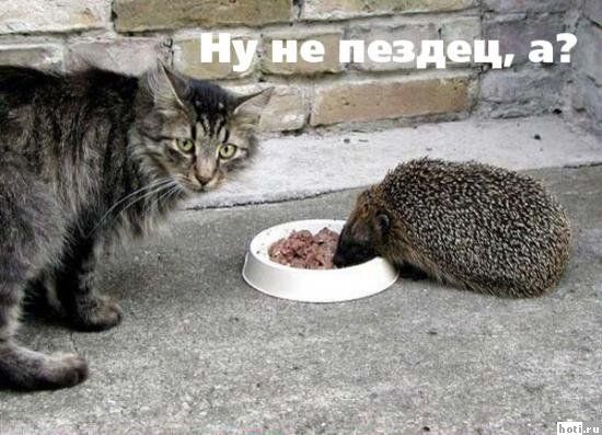 Вместо щётки - ёжик