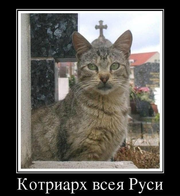 Котик-то дело говорит