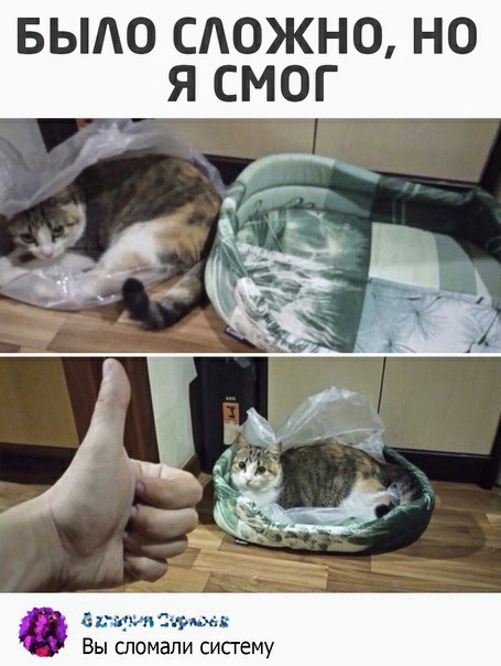 Картинки и мемы для настроения  - 27