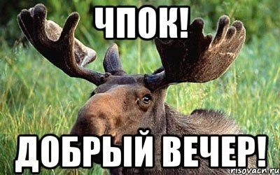Рашкин попросил правительство РФ заставить Саратовскую область принять купленного им лося взамен убитого