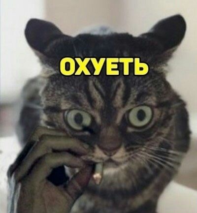 Родиться цикадой - это: