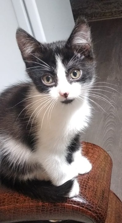 Котодракула