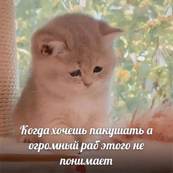 Картинки и мемы для настроения - 187