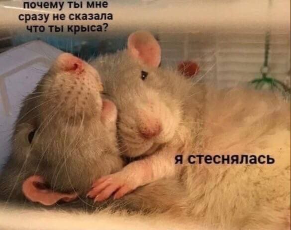 Посоветуйте по крысам!