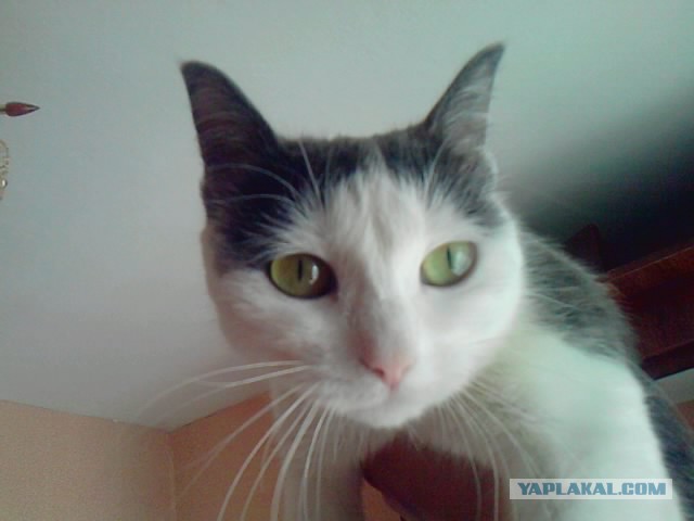 Просто моя котя