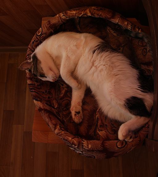 Котовторник 17.09.2013