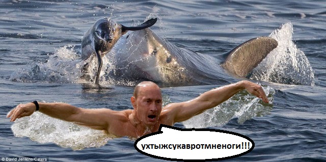 Морской котик и белая акула: погоня
