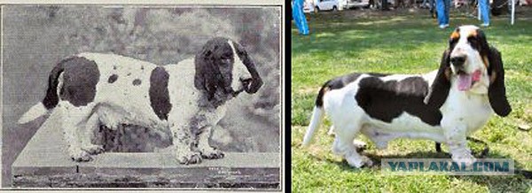 О, my dog