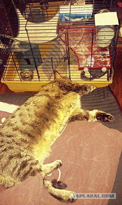 Котовторник 01.04.2014