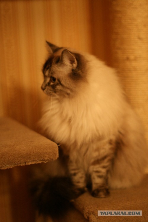 Котовторник 29.04.14.
