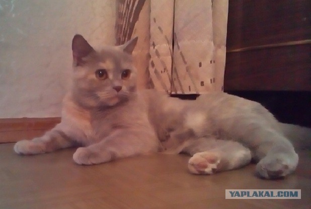 Котовторник 01.07.2014