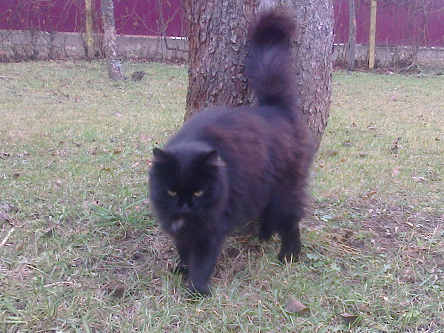 Котовторник 27.01.2015