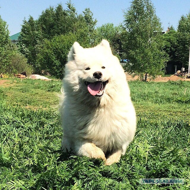Самоедская лайка