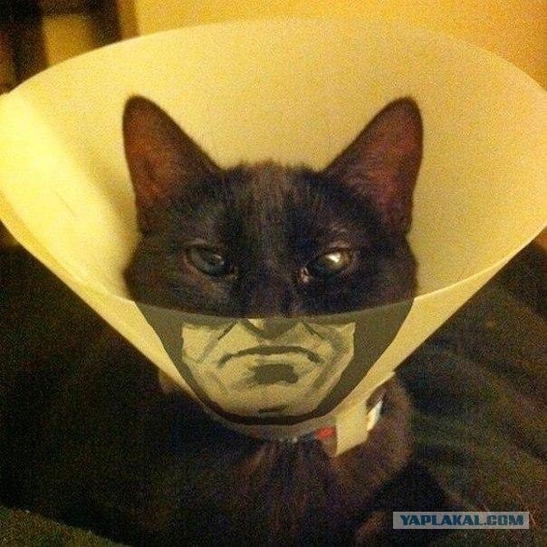 Котовторник однако