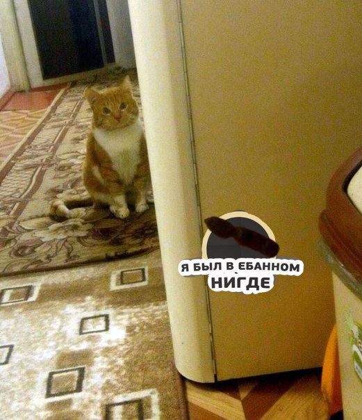 Кот наладил производство магнитиков.