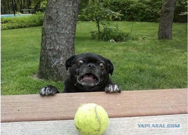 Кошки и другие