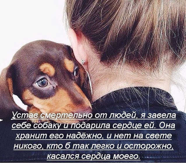 Буду Пить Хорошо Бы Собаку Купить