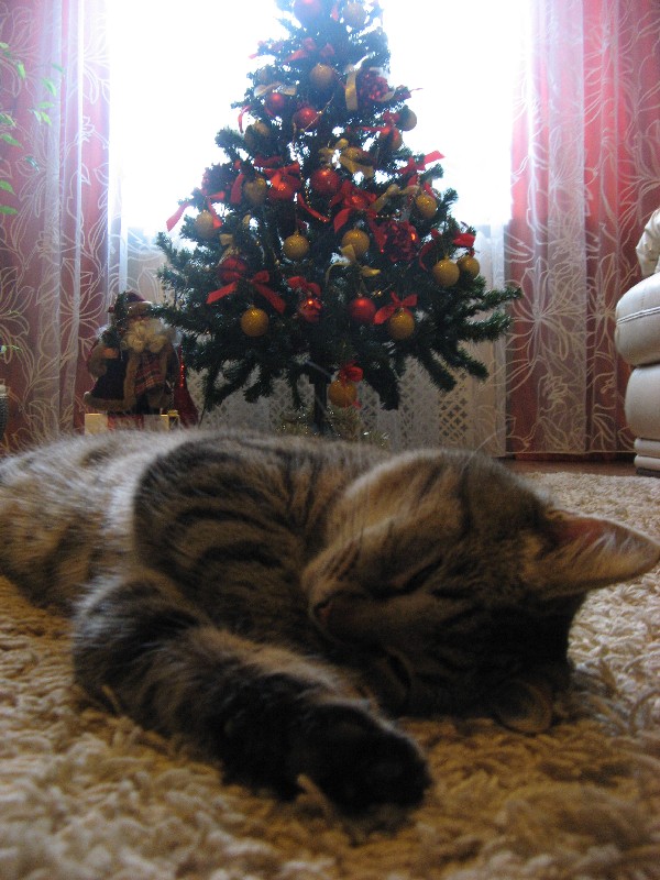 Котовторник 22.12.2015