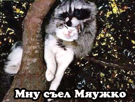 Котовторник!