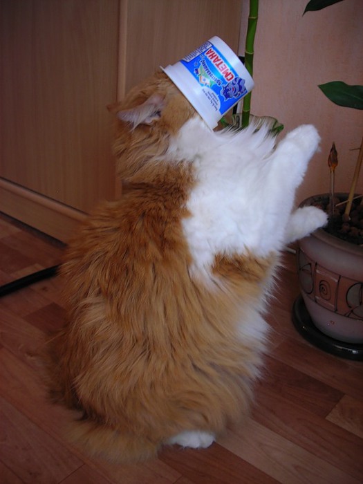 Коты, которые пытались что-то украсть