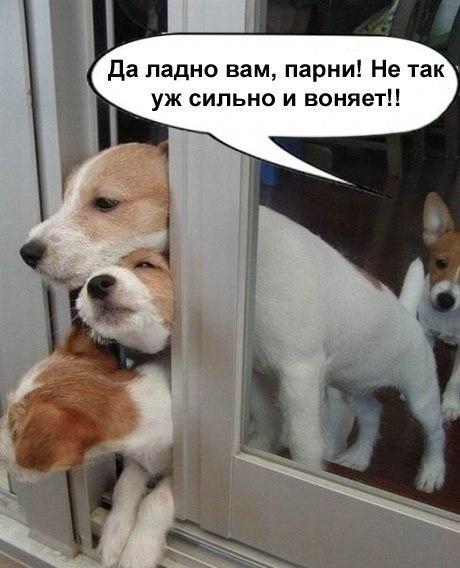 Мохнатые беспредельщики