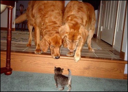 Котенок нападает на ротвейлера.