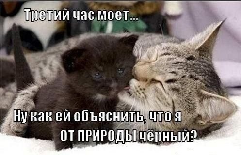 Мохнатые беспредельщики