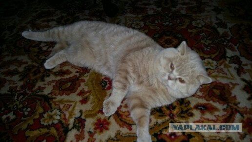 Кот мешает читать ЯП