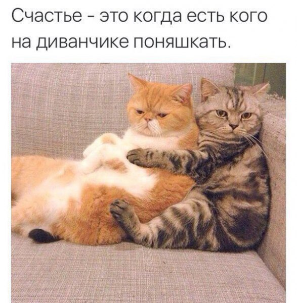 Коты из сети