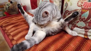 Котовторник 27.12.2016