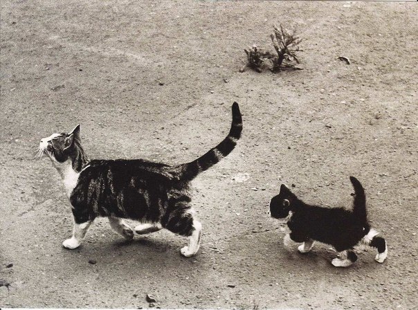 Коты из сети
