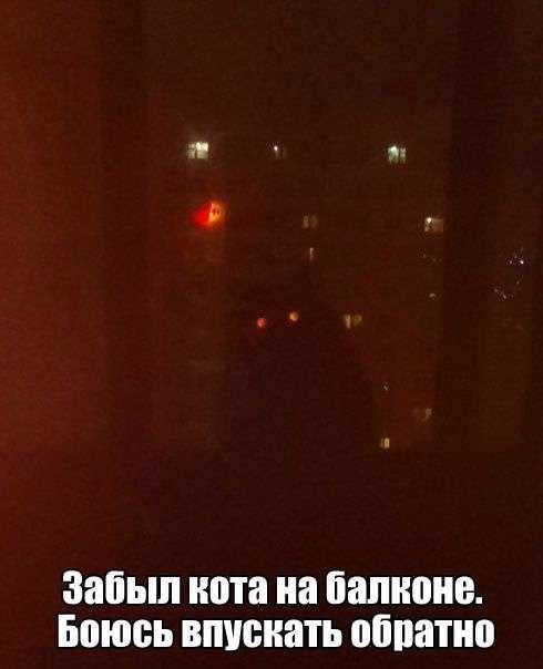 Коты и Кошки