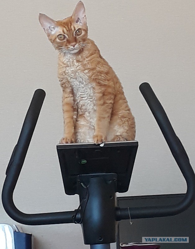 Котовторник 28.03.2017