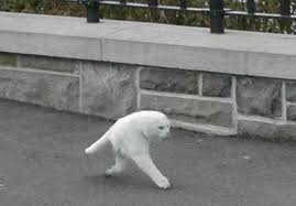 Ракета - кот, который передвигается на двух лапах
