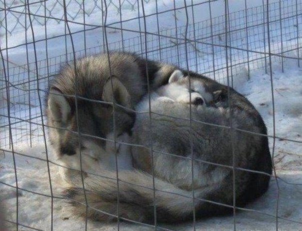 Живность из сети