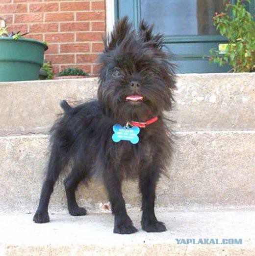 Брюссельский гриффон. Брюссельский гриффон собака. Собаки домовята. Собаки домовята. Брюссельский гриффон черный.